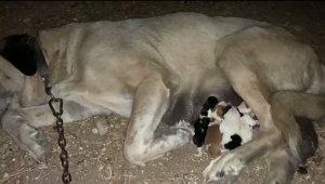 Annesiz yavruları Anadolu çoban köpeği besliyor