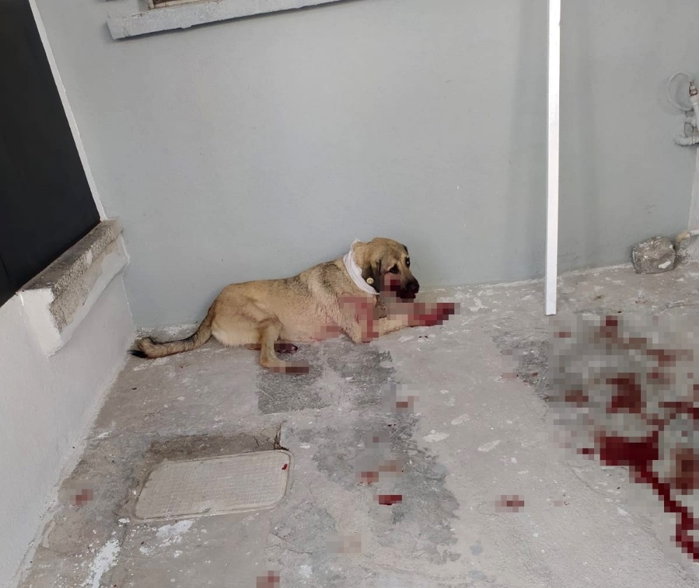Hayvanları Koruma Günü'nde sokak köpeğini vurdu