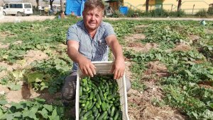 İkinci ürün salatalıkta son günler