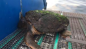 İzmir'de dört ayda dördüncü Caretta caretta bulundu