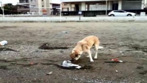 İzmir'de sokak köpeği ölen martıyı son yolculuğuna uğurladı!