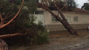 İzmir'de ağaçlar ve elektrik direği yola devrildi