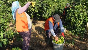 İzmir'de dünyaca ünlü satsuma mandalinası hasadı devam ediyor