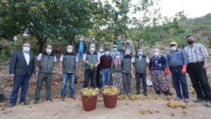 İzmir'de ormanlarda yetişen kestaneler köylüye gelir kapısı oldu