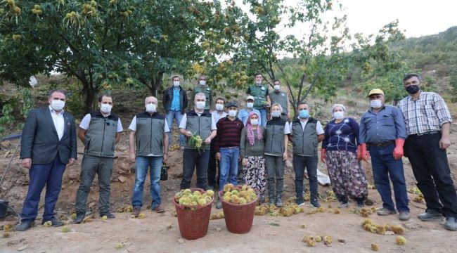 İzmir'de ormanlarda yetişen kestaneler köylüye gelir kapısı oldu