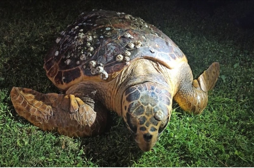 İzmir'de yaralı bulunan caretta caretta tedavi altına alındı
