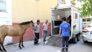Karşıyaka'da atlar artık ‘başıboş’ kalmayacak!