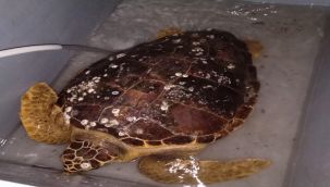 Körfez'de bulunan caretta ceratta DEKAMER'e gönderildi
