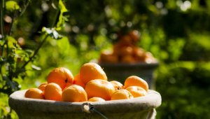 Satsuma mandalinanın ihracat yolculuğu 19 Ekim'de başlıyor