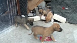 Zehirledikleri her köpek için 1902 TL ödeyecekler