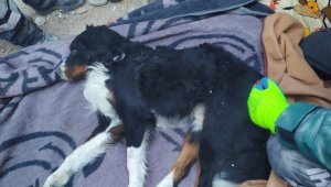 Enkaz altından 65 saat sonra bir köpek sağ olarak çıkartıldı