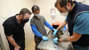 Gaziemir'den yavru kedi Şans'a yeni bir şans