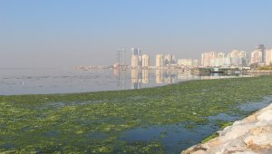 İzmir'de deniz marulu, sahili yeşile bürüdü