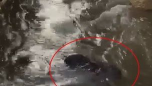 Tsunamiye kapılan babaannesini görünce yıkıldı