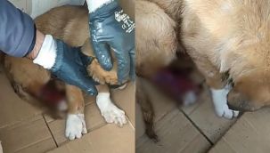Akıl almaz olay... Sokak köpeğine eziyet ettiler!