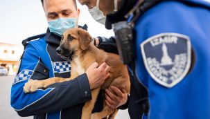 Aracın çarptığı yavru köpek 'Zabit' sıcak bir yuvaya kavuştu!