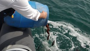 Çeşme Marina Deniz Patlıcanı Projesi başarıyla devam ediyor