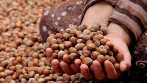 Fındık üreticileri dikkat! ''Kozalak akarı'' uyarısı geldi
