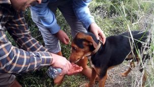 İzmir İtfaiyesi kuyuda mahsur kalan köpeği kurtardı