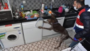 İzmir'de köpek timi ile uyuşturucu operasyonu: 4 gözaltı