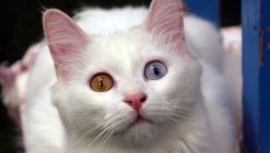 Kalitesiz mamalar kedi ve köpekleri sakat bırakıyor