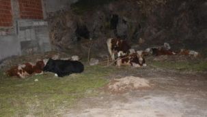 Karşıyaka'da gece yarısı rodeo: Danalar caddeye çıktı!