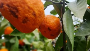 Kırağı ve yağmur mandalina ihracatçısı ve üreticisinin kolunu kanadını kırdı
