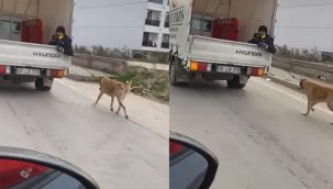 Köpeği kamyonetin arkasında sürükledi!