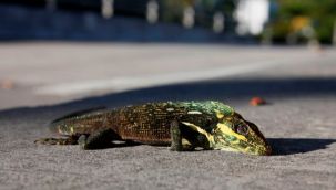O eyalette halka uyarı: Gökten iguana yağabilir!