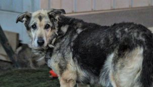 Tiner dökülerek yakılan köpek hayata tutunmayı başardı