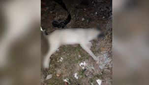 AKP’li belediye hakkında flaş iddia: Köpekleri katlettiler!