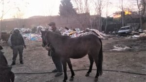 Atları kesenlere operasyon