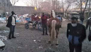 Atları kesmek üzereyken yakalandılar!