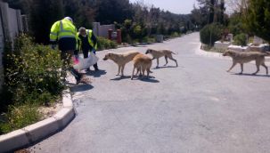 Büyükşehir can dostları unutmadı