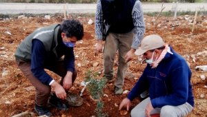 Çeşme'de yanan alanlara sakız fidanları dikiliyor