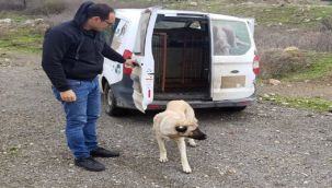 Foça'da can dostlar emin ellerde