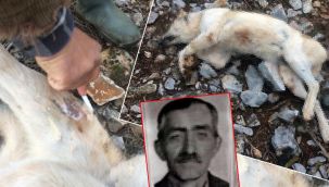 İsyan ettiren olay! Köpeğini 'fazla ekmek yiyor' diye öldürdü