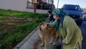 İzmir'de sokak hayvanları için 100 ton mama