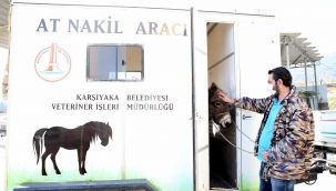 Karşıyaka'da tek başına dolaşan eşek koruma altına alındı