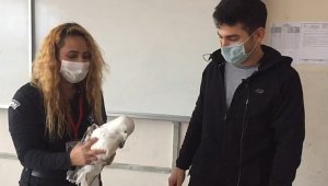 Misinaya dolanan martı, kurtarılarak tedavi edildi