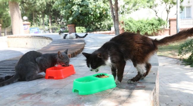 Bayraklı Belediyesi'nden can dostlara yeni yuva