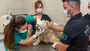 Büyükşehir'de kısırlaştırılan kedi-köpek sayısı iki katına çıktı
