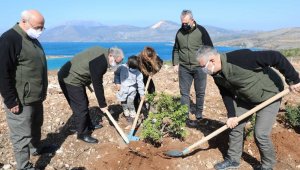 Çeşme'de yanan orman alanına 5 bin adet sakız fidanı