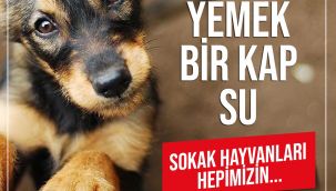 CHP’li Beko: Hayvan Hakları Yasası neden hala yasalaşmıyor?