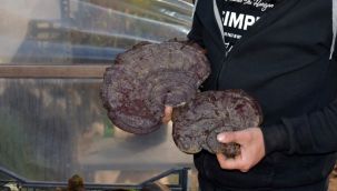 Doğada gezerken 'ölümsüzlük mantarı' buldu