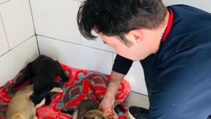 Güzelbahçe'de can dostlar için soğuk hava önlemi
