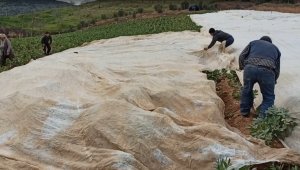 İzmir'de bakla ve bezelye üreticilerinden don tehlikesine karşı elyaf örtülü önlem