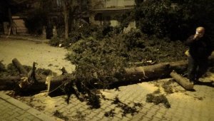 İzmir'de fırtına sebebiyle ağaç sokağa düştü