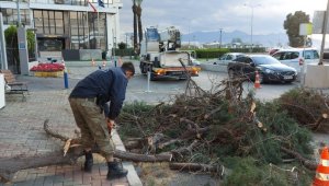 İzmir'de fırtınadan 330 ağaç zarar gördü