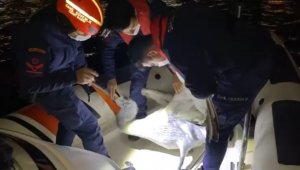 İzmir'de yaralı pelikan, Sahil Güvenlik tarafından kurtarıldı